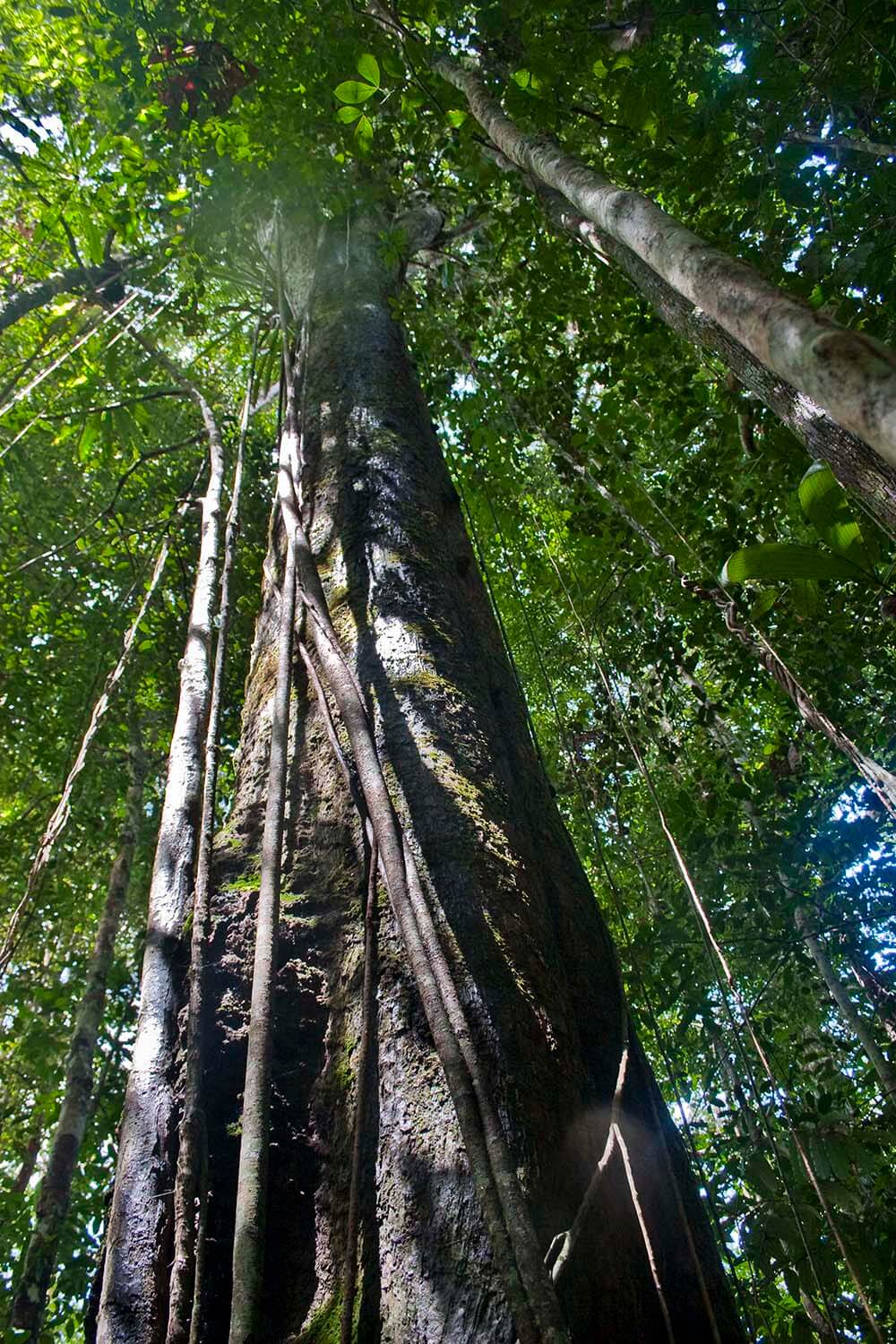 AMAZONAS 30_selva galeria_MG_3343.jpg